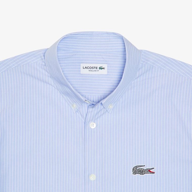 Lacoste x National Geographic Regular Fit Striped Bomulds Shirt Blå Hvide | GnD8fVYX