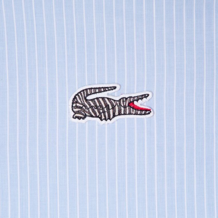 Lacoste x National Geographic Regular Fit Striped Bomulds Shirt Blå Hvide | GnD8fVYX